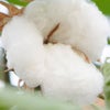 オーガニックコットン