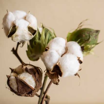 高級ピマコットン（Pima Cotton）